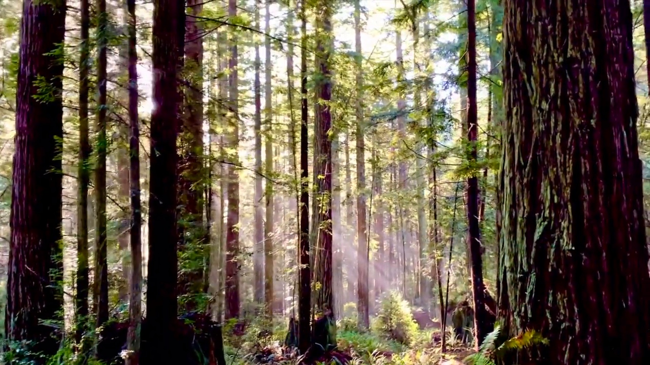 Morning fog among the redwoods