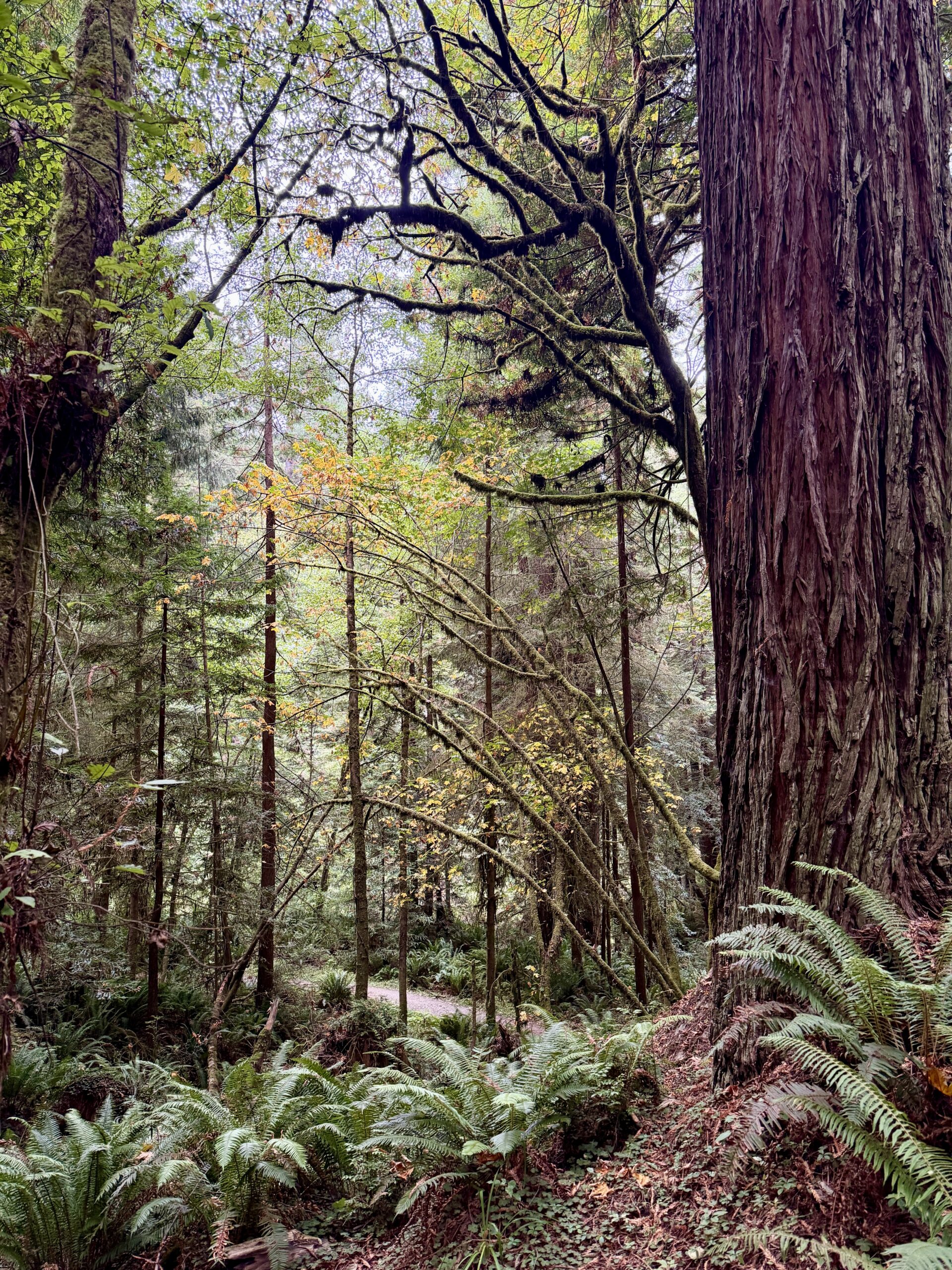Trail descending through the redwood forest
