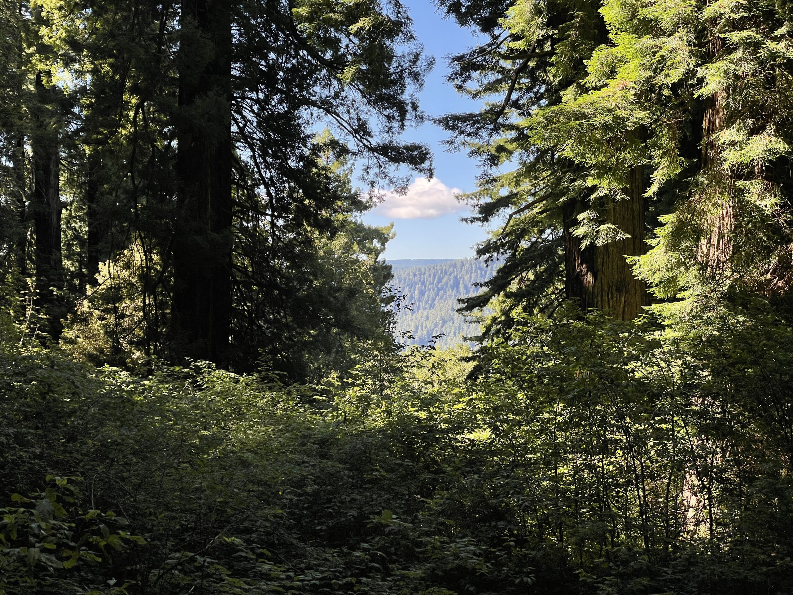 View through the redwoods toward the forested hills
