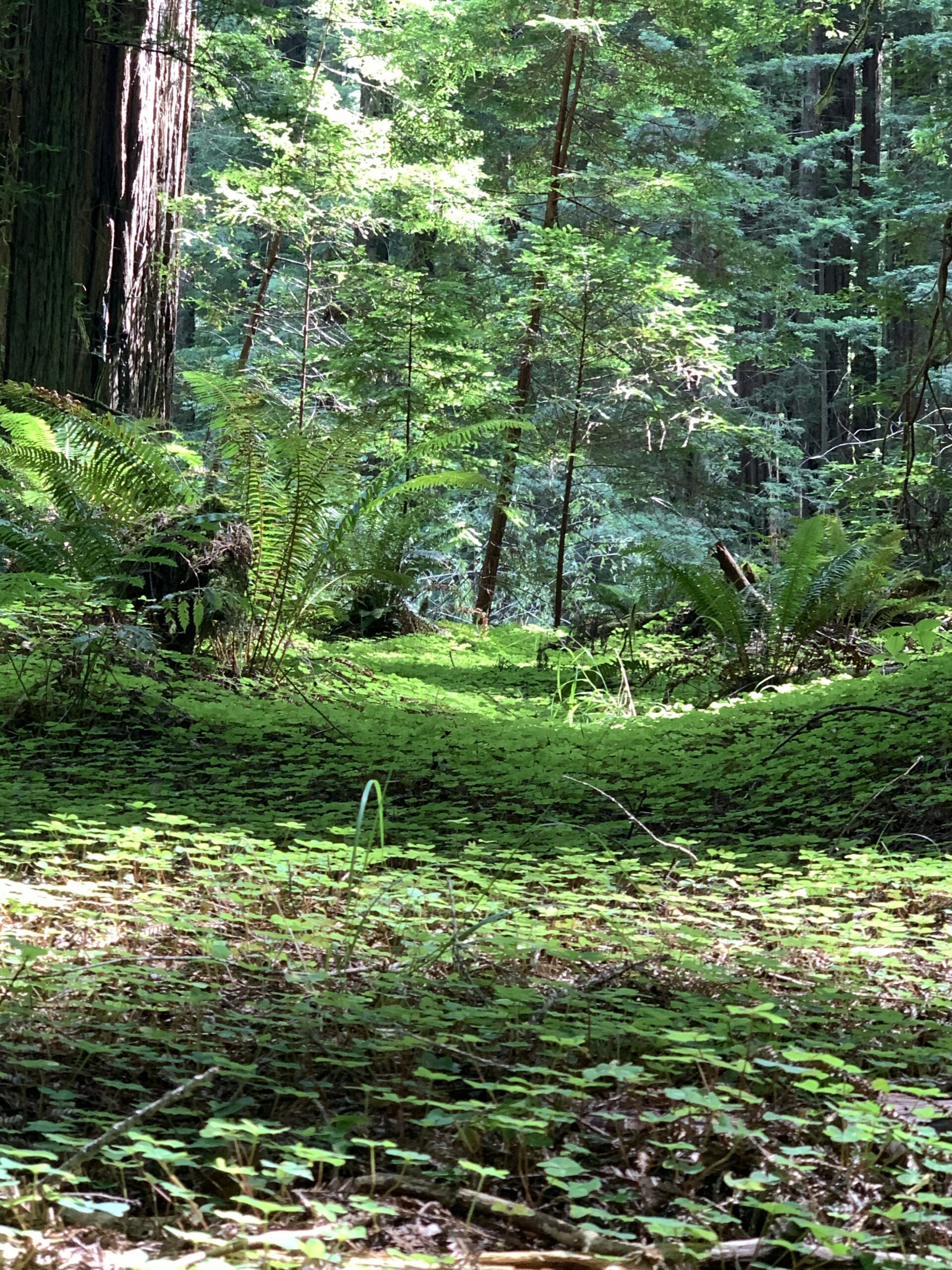 Redwood forest sanctuary with ferns and redwood sorrel