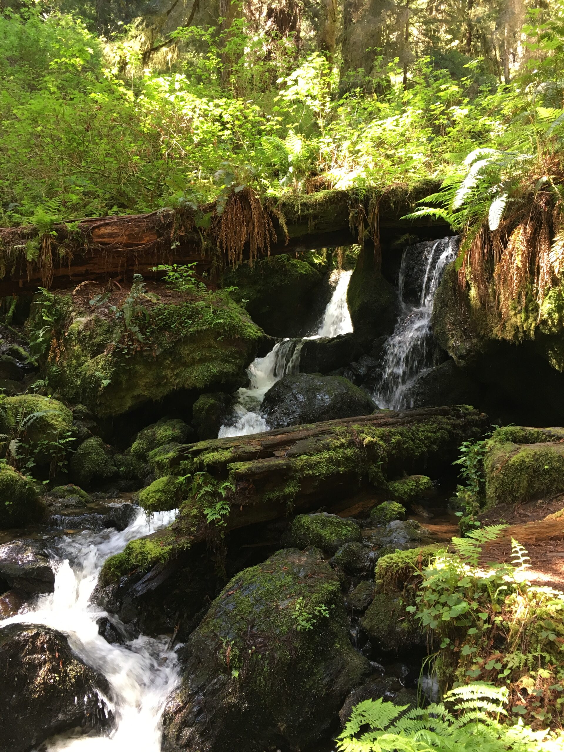 Waterfall flowing through moss and ferns in the redwood forest